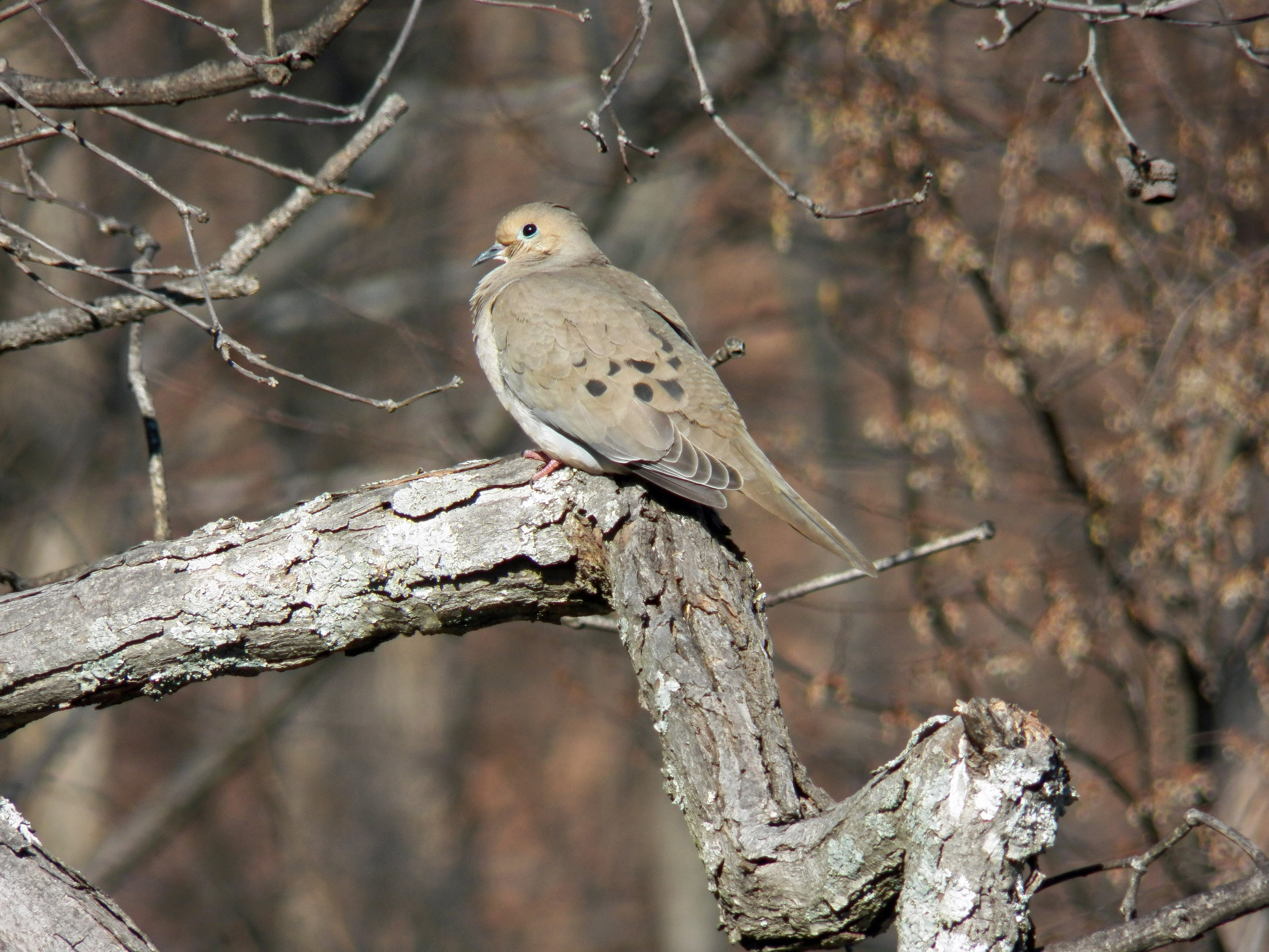 Mourning dove perched on a bare tree branch in a wooded area