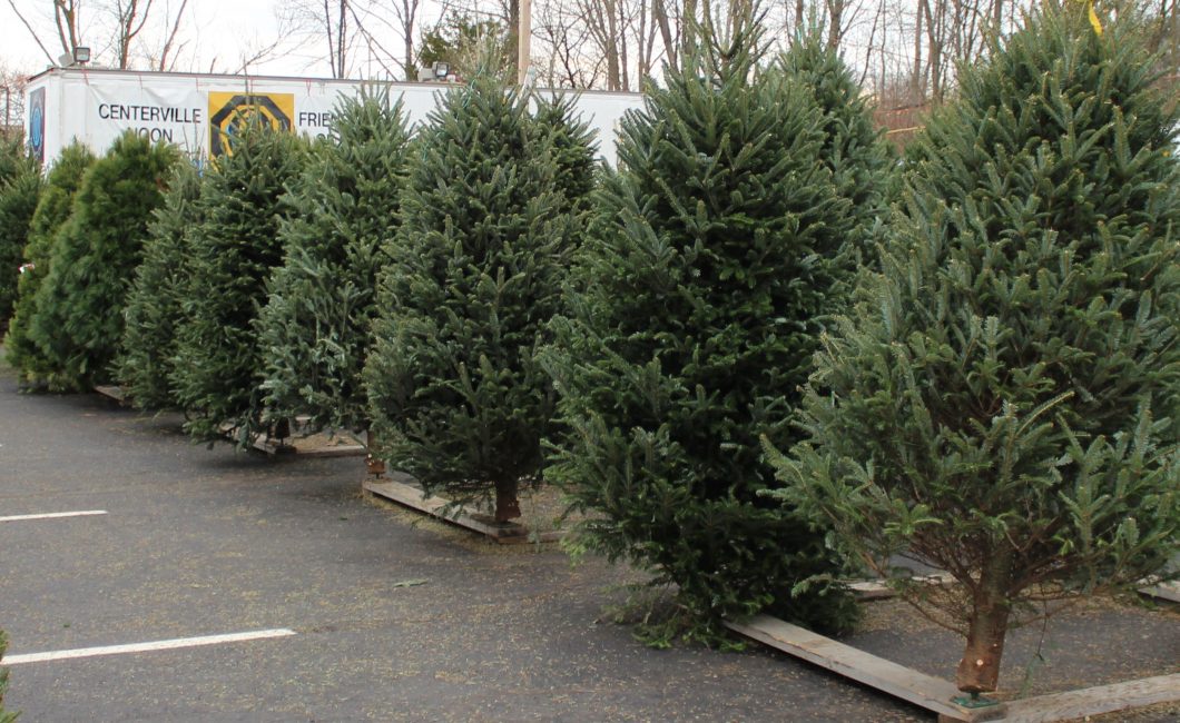 Olgmc 2019 Christmas Tree Lot Our Lady Of Grace Catholic Church