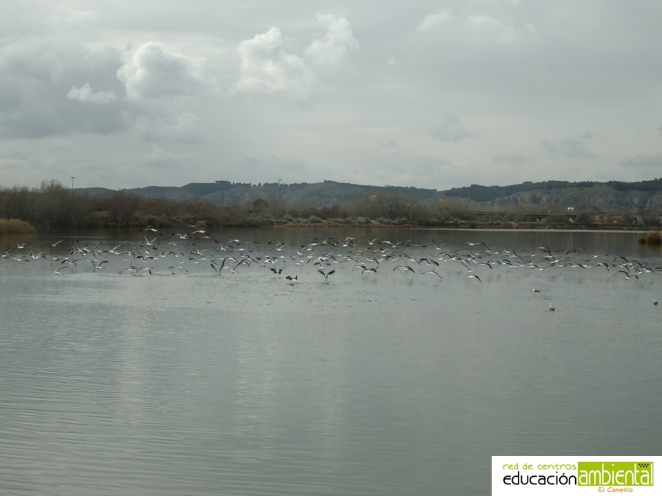 Cientos de gaviotas sobrevolando nuestra laguna en invierno