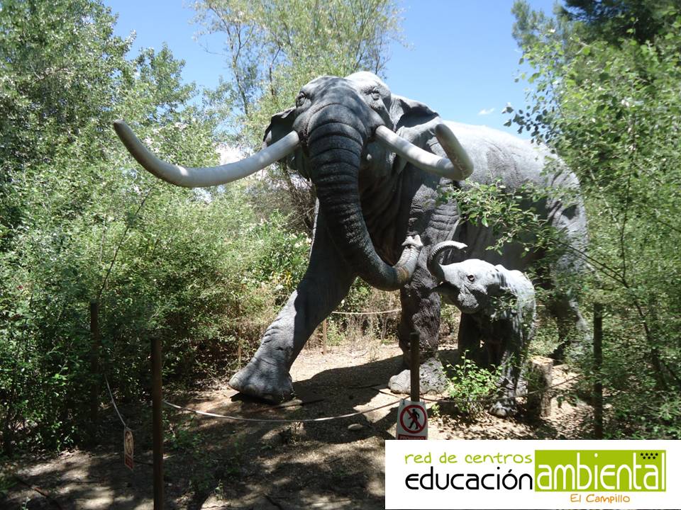 Nuestros ejemplares de elefante