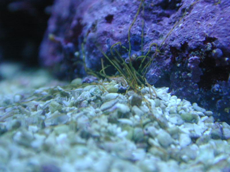How To Get Rid Of Spaghetti Worms In Reef Tank 