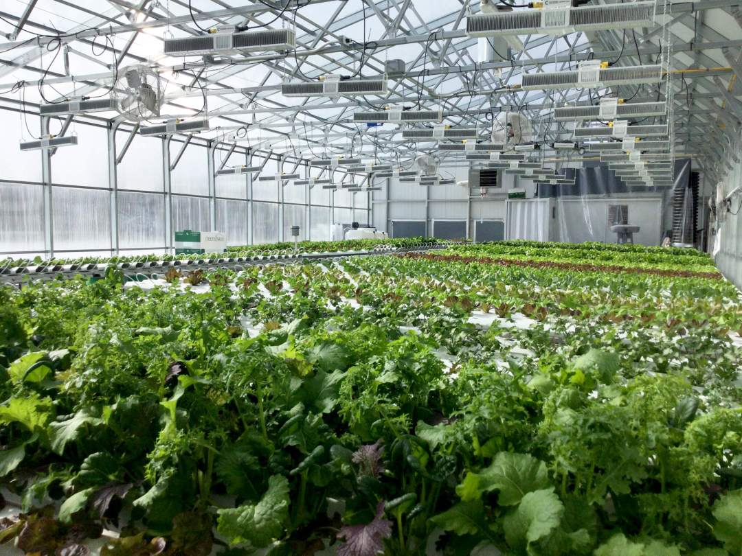 Sustainable Hydroponic Farming in Extreme Climates: Thrive Anywhere