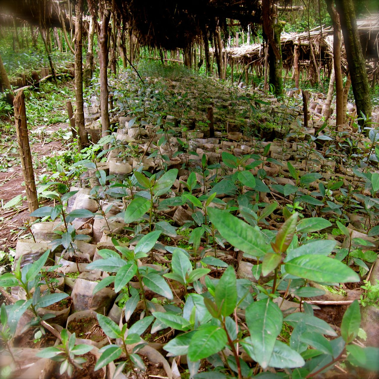 Growing seedlings: Over 40.000 waiting for their new place in the NABU reforestation project