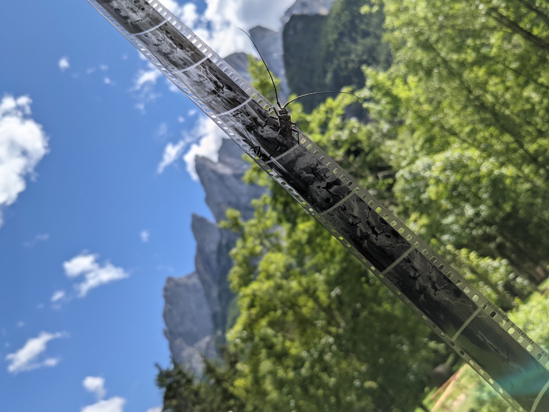 Frisch entwickelter Film mit neugierigem Besuch