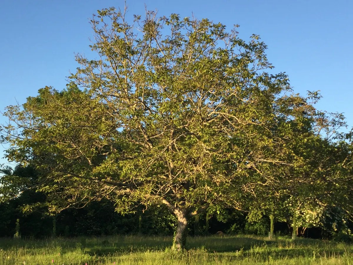 Ceviz Ağacı Ceviz Farm