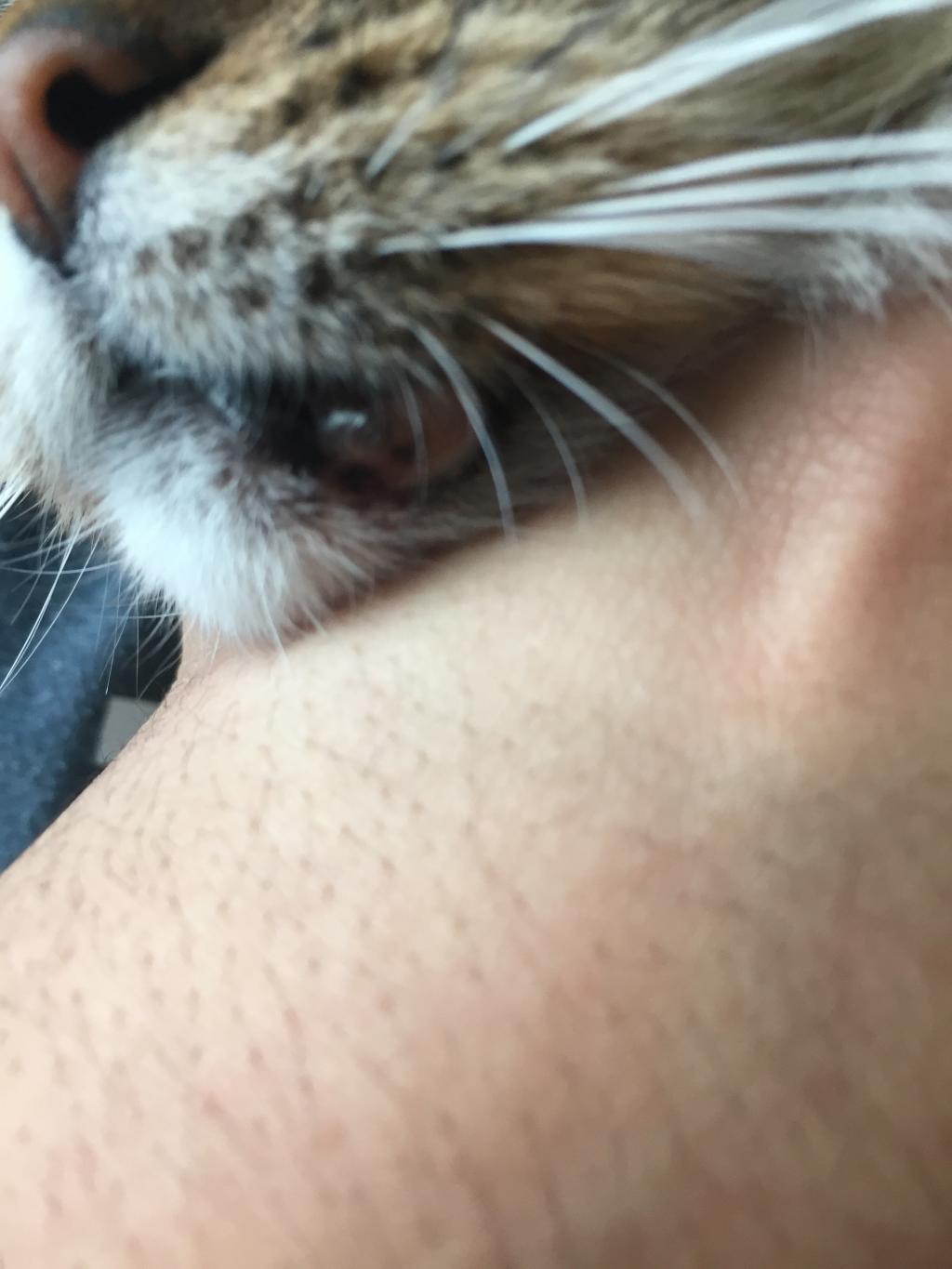 Cat bottom lip sore