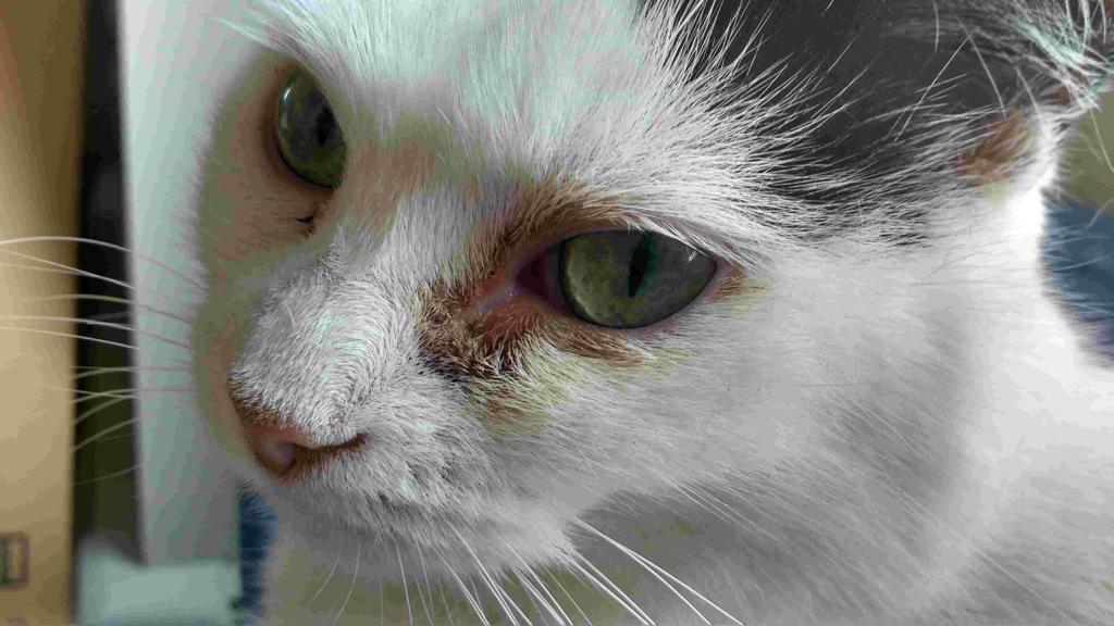 Cat eye discharge how to treat different types of feline eye issues