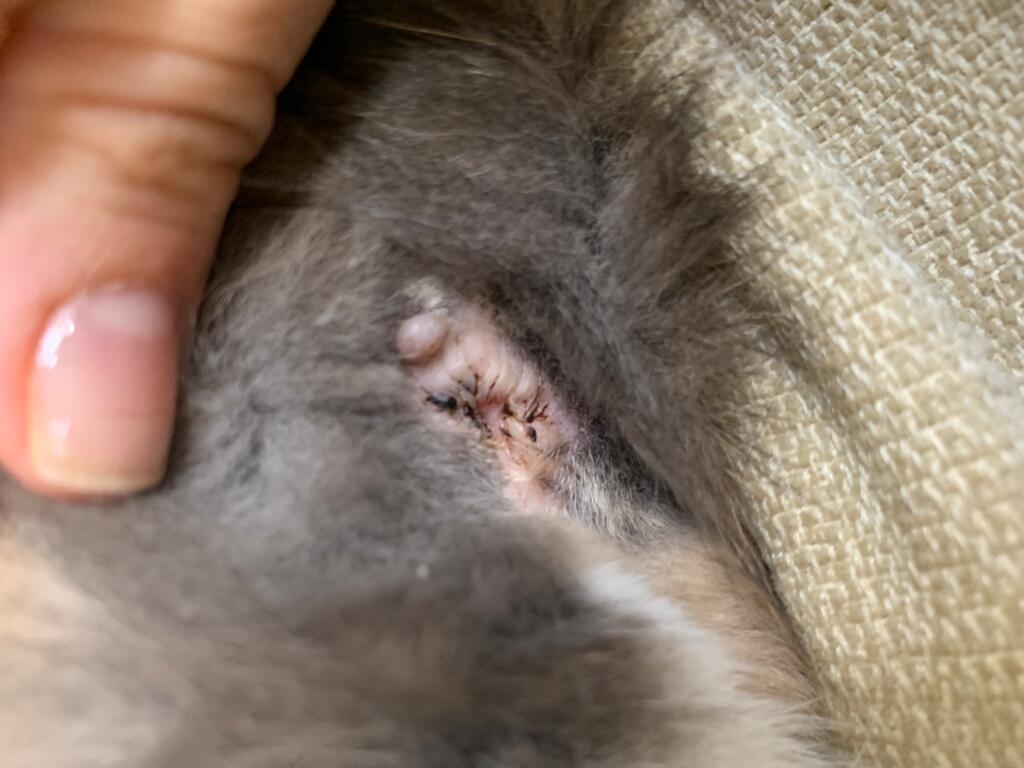 pics Cancerous Skin Tags On Cats petcoach