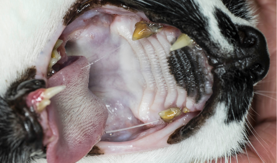 photo Cat Abscess Tooth petcoach