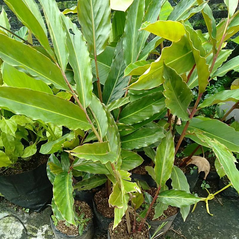 Selain beli dari nursery boleh juga ambil bunga kantan yang dah matang. Jual Tanaman Honje Kantan Indonesia Shopee Indonesia