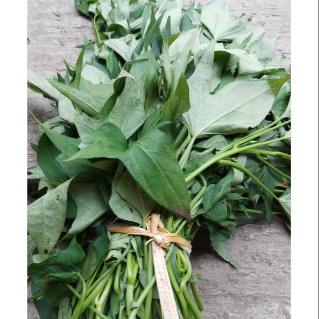 Daun Ketela / Glandir | Shopee Indonesia