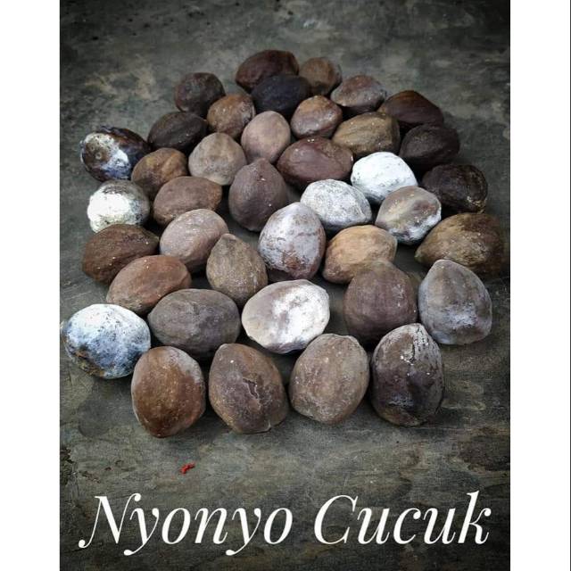 Muncang adu nyonyo ori matang. Kemiri Muncang Kelas Jenis Nyonyo Cucuk Shopee Indonesia