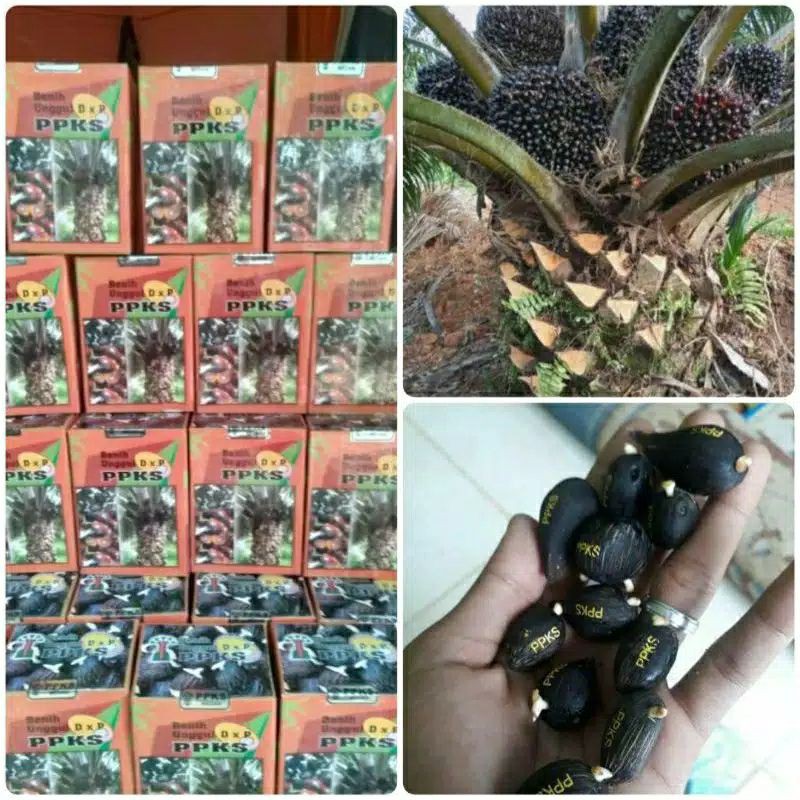 Sehati yang akan dibagi ke dalam 2 kategori yaitu: Jual Bibit Benih Polong Sawit Dxp Ppks 239 High Cpo Pelepah Pendek Indonesia Shopee Indonesia