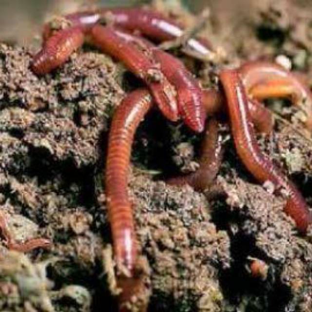 Jual Cacing tanah /cacing kalung | Shopee Indonesia