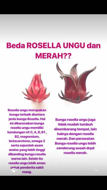 Dapatkan Gambar Rosella Ungu Kering Bunga Rosella Ungu Kering Dried Rosella 4ogram Terkeren oleh Lampung Hits