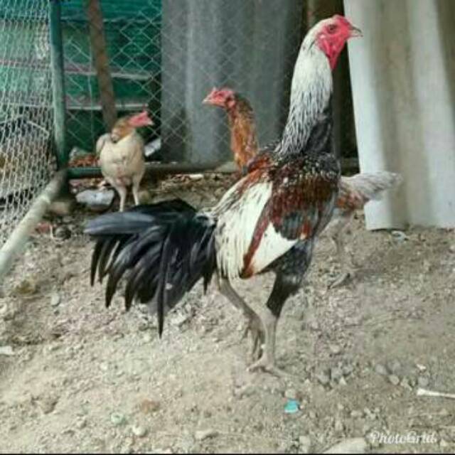 ayam putih selap hitam jantan sanggar delima super langka koleksi yang satu ini sungguh sangat mengagumkan, ayam putih selap sanggar delima. Telur Hijau Ijo Ayam Birma Bhirma Burma Pama Magon Saigon Shopee Indonesia