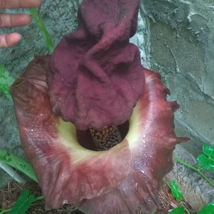 Amorphopallus Paeonifillus Bunga Bangkai/Corpse Flower | Shopee Indonesia