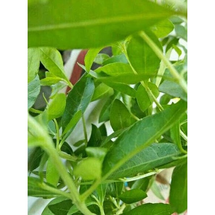 Ciri ciri daun, bunga, buah, dan pohon pacar kuku / henna (lawsonia inermis) Harga Pacar Arab Terbaru Oktober 2021 Biggo Indonesia