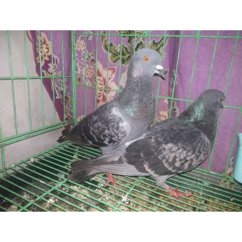 Jual Burung Dara Giring Indonesia|Shopee Indonesia 800_X_800_jpg