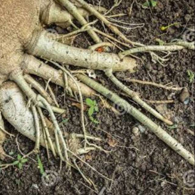 Akar Pohon Pepaya 500 Gr Lazada Indonesia 