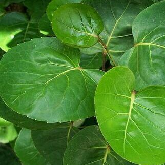 Rambut rontok adalah masalah yang umum dihadapi pria dan wanita, sehingga banyak orang yang berusaha mengatasinya. Jual Daun Mangkokan Segar Herbal Rambut Rontok Dan Anti Botak Indonesia Shopee Indonesia
