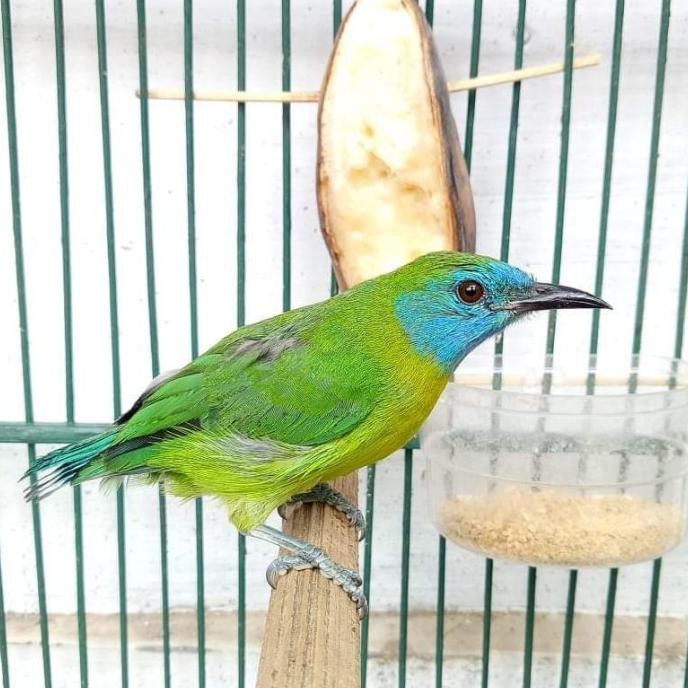 Burung parkit warna warni sepasang jantan & betina terlaris. Burung Cak Ranti Emas Kinoy Betina Pilihan Promo Hari Ini Shopee Indonesia