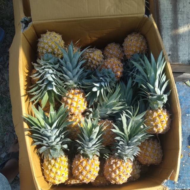 Jual Nanas madu pemalang Indonesia|Shopee Indonesia