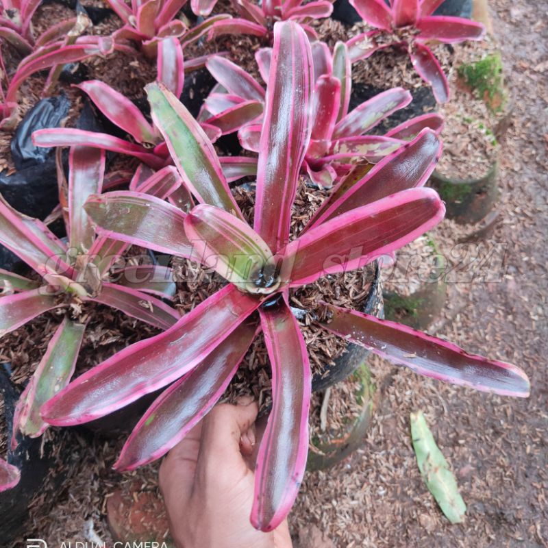 Harga Bromelia Merah Terbaru Oktober 2021 | BigGo Indonesia