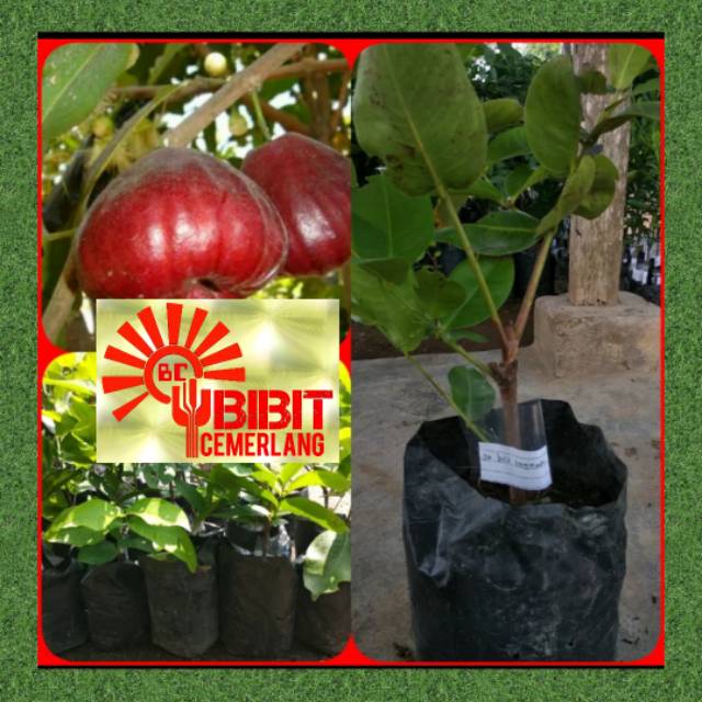 Cek harga terbaik sekarang hanya di biggo! Bibit Jambu Air Black Kingkong Shopee Indonesia