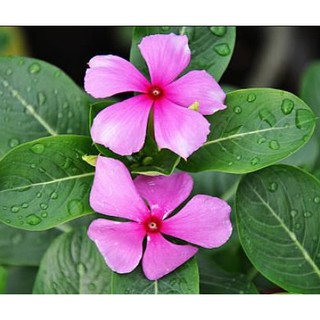 Cara budidaya vinca (tutorial lengkap). 10butir biji benih bunga vinca mixed colort warna dan ...