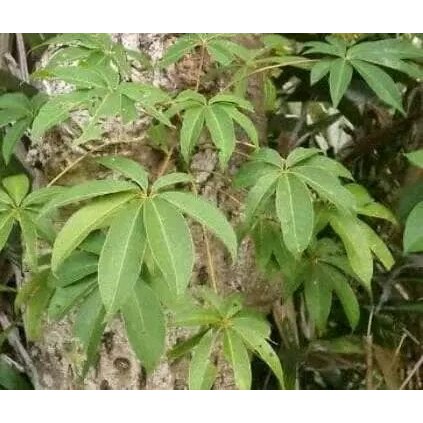 Daun Randu atau Daun Kapuk Segar 350 gram | Shopee Indonesia