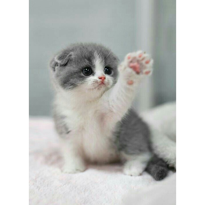 Cuma fotonya aja jual hanya foto kucing lucu !!! Hiasan Dinding Motif Anak Kucing Lucu Kcl 2 Shopee Indonesia