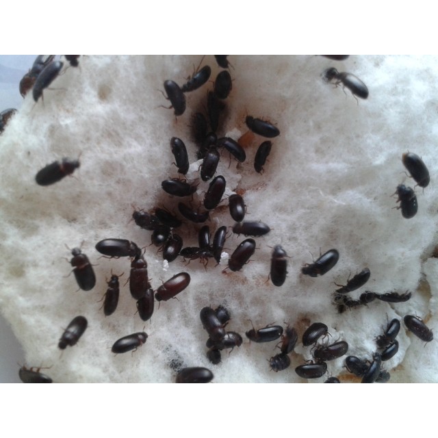 Jual semut jepang Indonesia|Shopee Indonesia