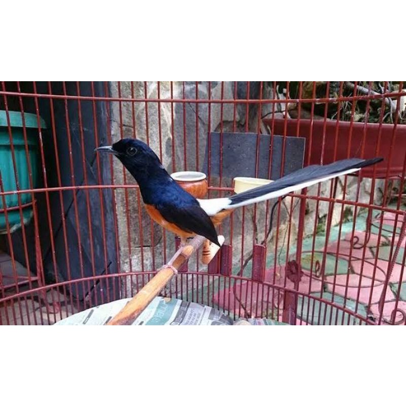 Jual Murai Batu Medan Asli Ekor Panjang -+17/18 Indonesia|Shopee Indonesia 800_x_800_jpg