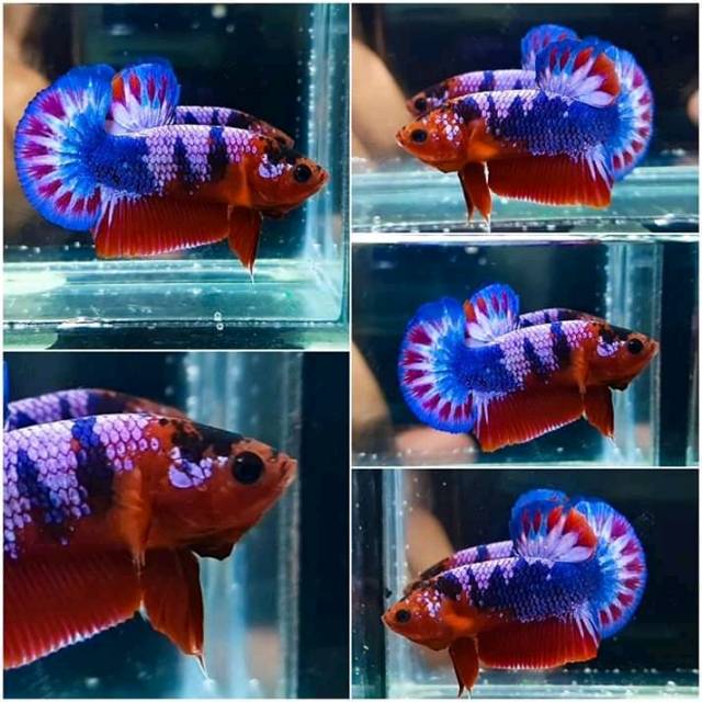 Begitulah kata khaidir, peternak ikan cupang ketika ditemui medanbisnis,. Ikan Cupang Hellboy Medan Shopee Indonesia