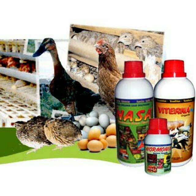 Download Gratis Gambar 20 Foto Lucu Ayam Dan Bebek Ktawa Gambar Gratis Ayo Ketawa Halaman Terbaru by Lampung Hits