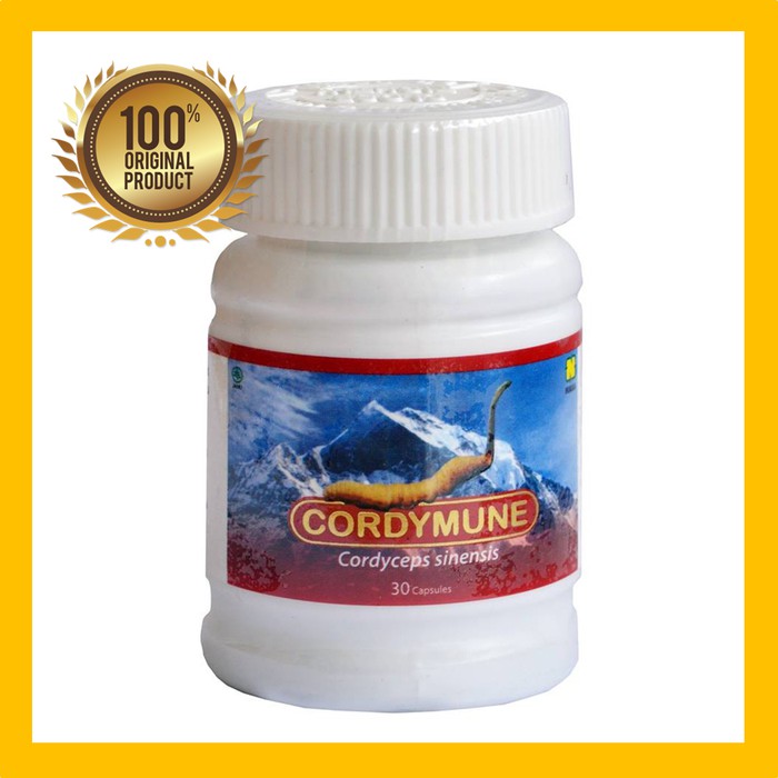 Cordymune Obat Herbal Gagal Ginjal Kronis Original Nasa Original