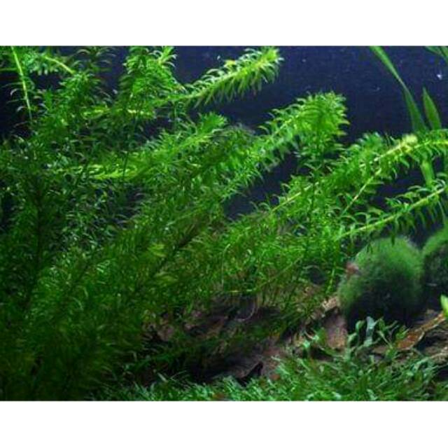 Hydrilla dalam jumlah yang sesuai dengan . Tanaman Air Hydrilla Shopee Indonesia