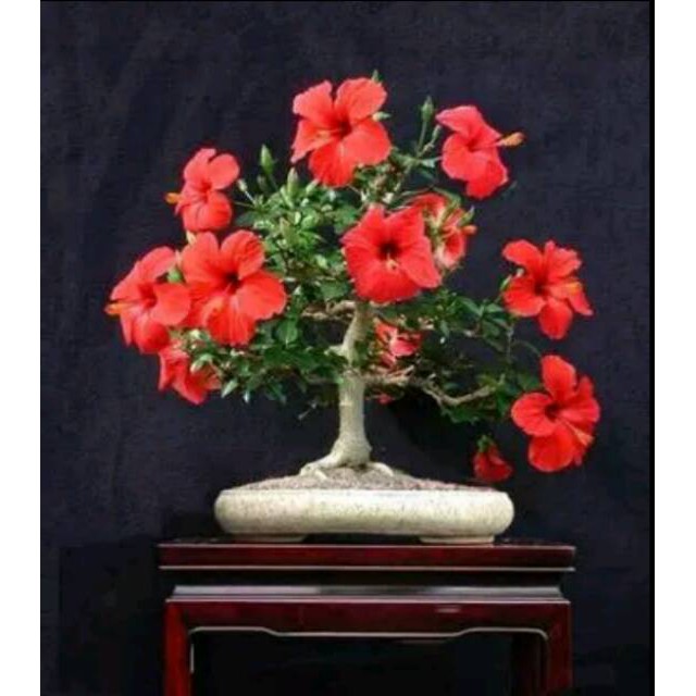 Biji Bunga Bonsai Red Hibiscus (Kembang Sepatu) | Shopee Indonesia