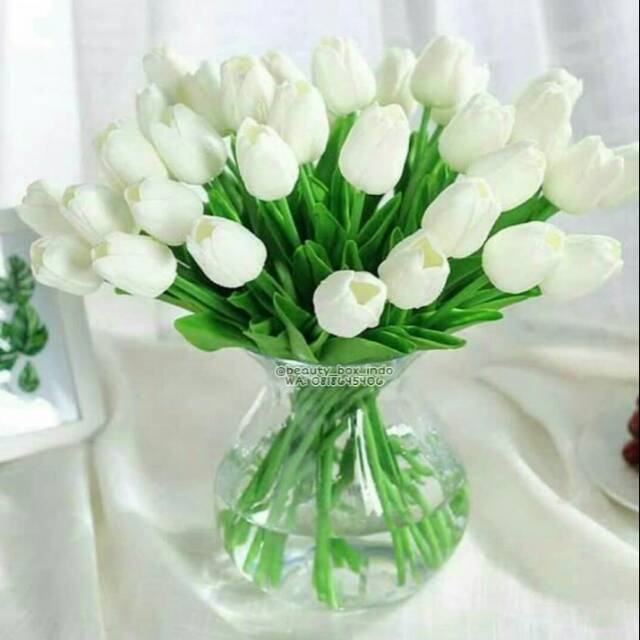 Free Gambar Marshmallow Tulip Putih Terkeren oleh www.lampunghits.com
