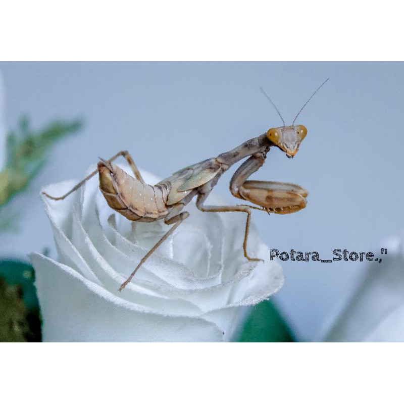belalang sembah coklat baby / brown praying mantis | Shopee Indonesia