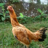 Kumpulan gambar tentang gambar ayam wiring kuning, klik untuk melihat koleksi gambar lain di. Dijual Ayam Bangkok Wiring Kuning Shopee Indonesia