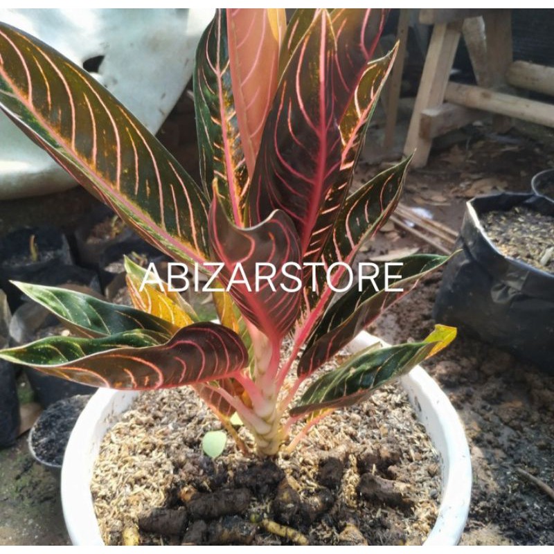 Ilustrasi tanaman hias aglonema pride of sumatra. Bonggol Tanaman Hias Aglonema Red Sumatra Shopee Indonesia