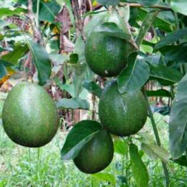 Berat satu buah bisa mencapai 2 . Jual Bibit Alpukat Hawai Super Jumbo Indonesia Shopee Indonesia
