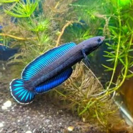 Meskipun termasuk salah satu jenis ikan . Jual Ikan Gabus Hias Termahal Harga Terbaik Desember 2021 Shopee Indonesia
