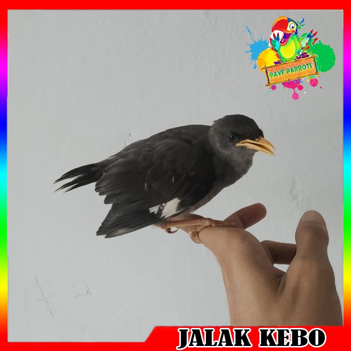 Harga Lolohan Jalak Kebo Mata Putih Terbaru September 2021 | BigGo Indonesia