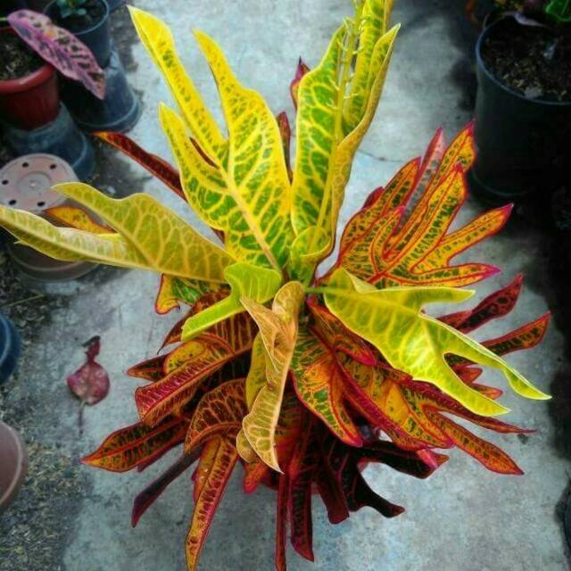 Semakin unik bentuk dan warna daunnya, maka harga tanaman . Paling Bagus 19+ Foto Bunga Puring - Gambar Bunga HD