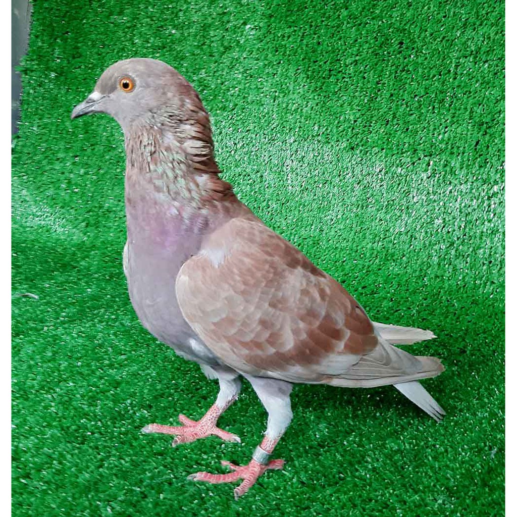 Merpati Kolong Betina Jalur Trah Pasopati Granat siap ternak | Shopee  Indonesia