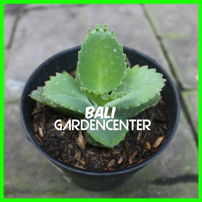 Free Gambar 5 Kegunaan Cocor Bebek Si Daun Tebal Anti Bisul Dan Obat Keseleo Terupdate oleh Lampung Hits