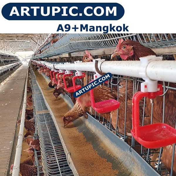 Download Gratis Gambar Vaksinasi Ayam Petelur Secara Benar Untuk Produktivitas Maksimal Terkeren by Lampunghits.com
